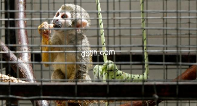 A caged Central Africa squirrel monkey 