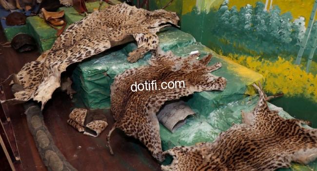 Picture of jaguar and margay skins on display at the museum of confiscated materials of the National Environmental Protection Police Unit (UPMD), in Quito, on September 29, 2023